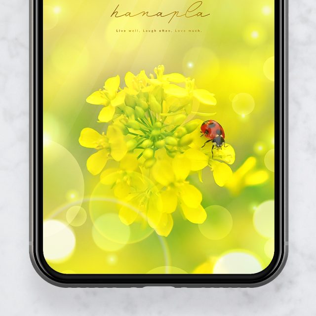 【菜の花とてんとう虫の幸せ日和】🌼🍀春の陽だまりに舞う光✨小さな幸運を運ぶ開運スマホ壁紙💫