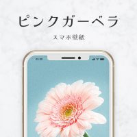 恋愛運アップの最強待ち受け！おしゃれなピンクガーベラのスマホ壁紙♡
