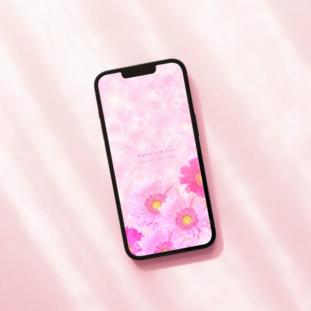 【キラキラ系ピンクガーベラ】恋愛に効果絶大！恋の願掛け最強の花の待ち受け画像