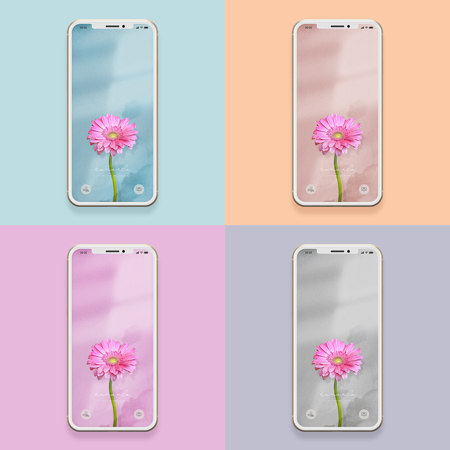 ピンクガーベラのスマホ待ち受け壁紙まとめ画像