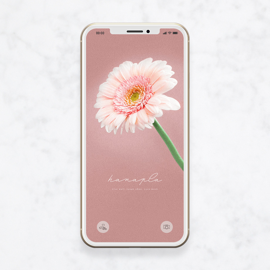 恋愛成就の待ち受け！ガーベラとくすみピンクベージュ背景のスマホ壁紙