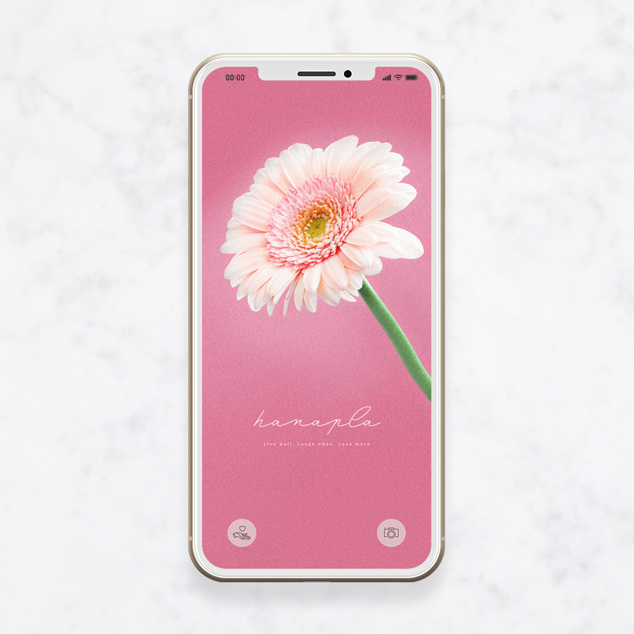 恋愛成就の超強力待ち受け！ピンクのガーベラのスマホ壁紙