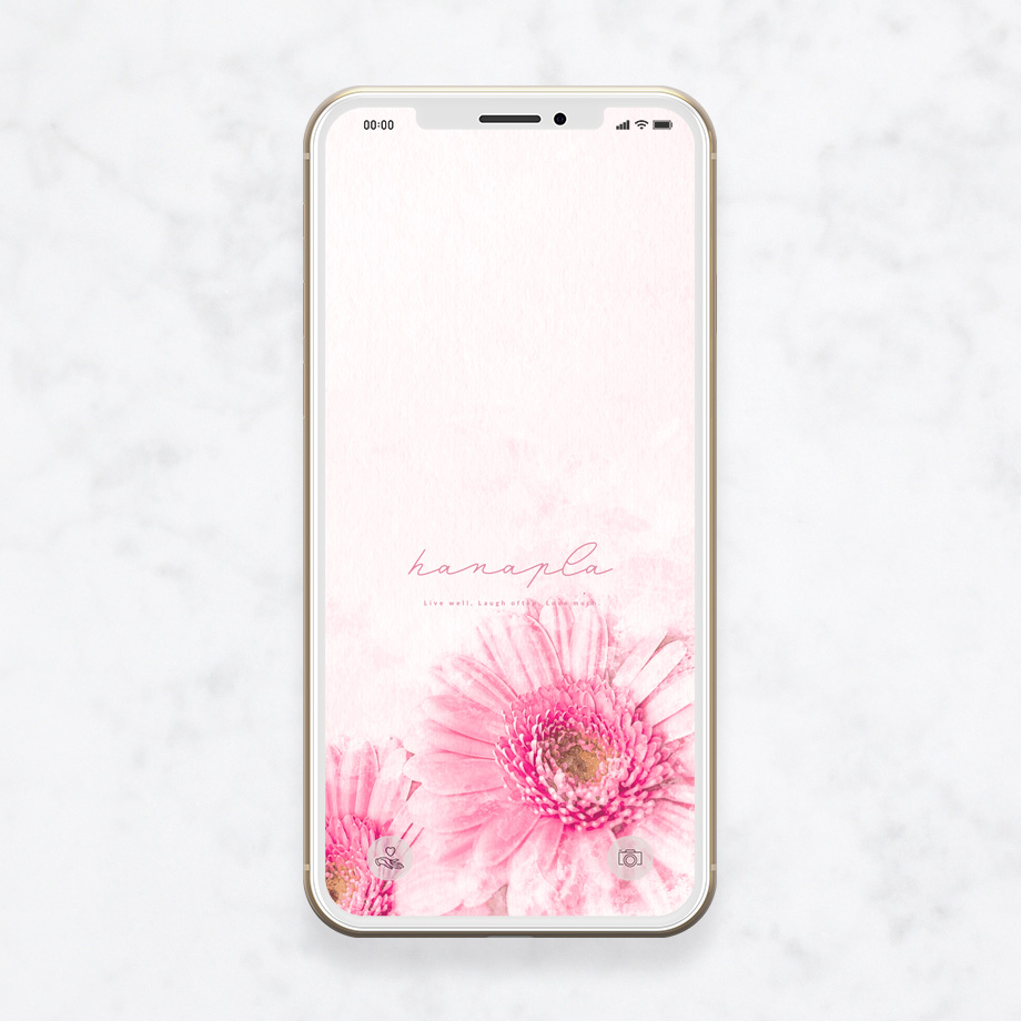 ピンクの花待ち受けで恋愛運最強UP！ピンクガーベラのおしゃれなスマホ壁紙