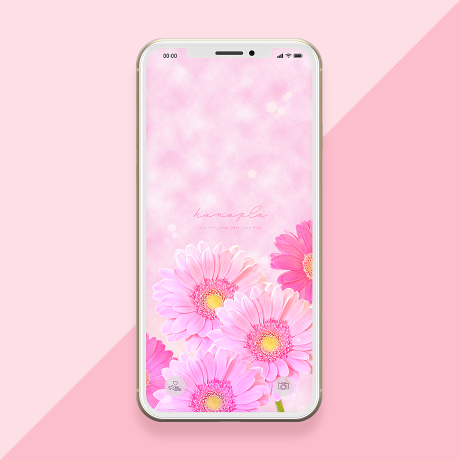 【恋愛運最強の花】おしゃれなピンクガーベラの待ち受け画像（スマホ壁紙）