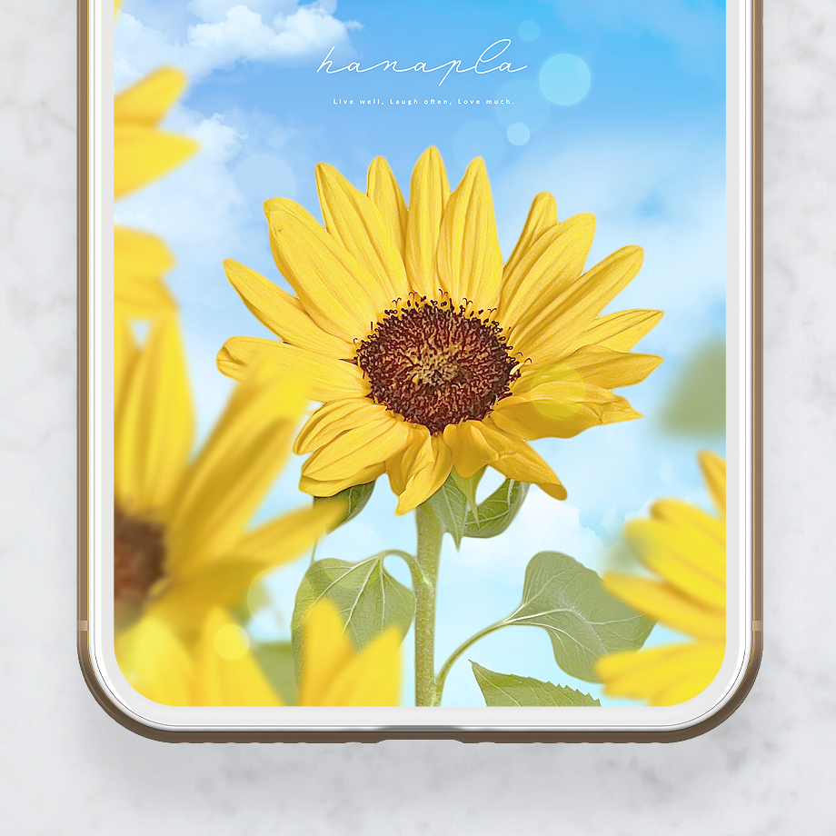  【笑顔咲く🌻ひまわりと快晴ブルー＋数字11】心晴れやかになる夏空と向日葵のスマホ壁紙💙癒しと元気をあなたに✨ 