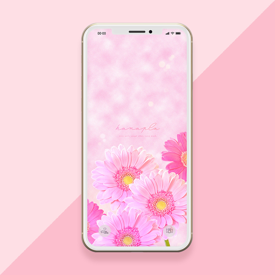【恋愛に効果絶大】連絡が来る！キラキラ系ピンクガーベラの最強スマホ壁紙