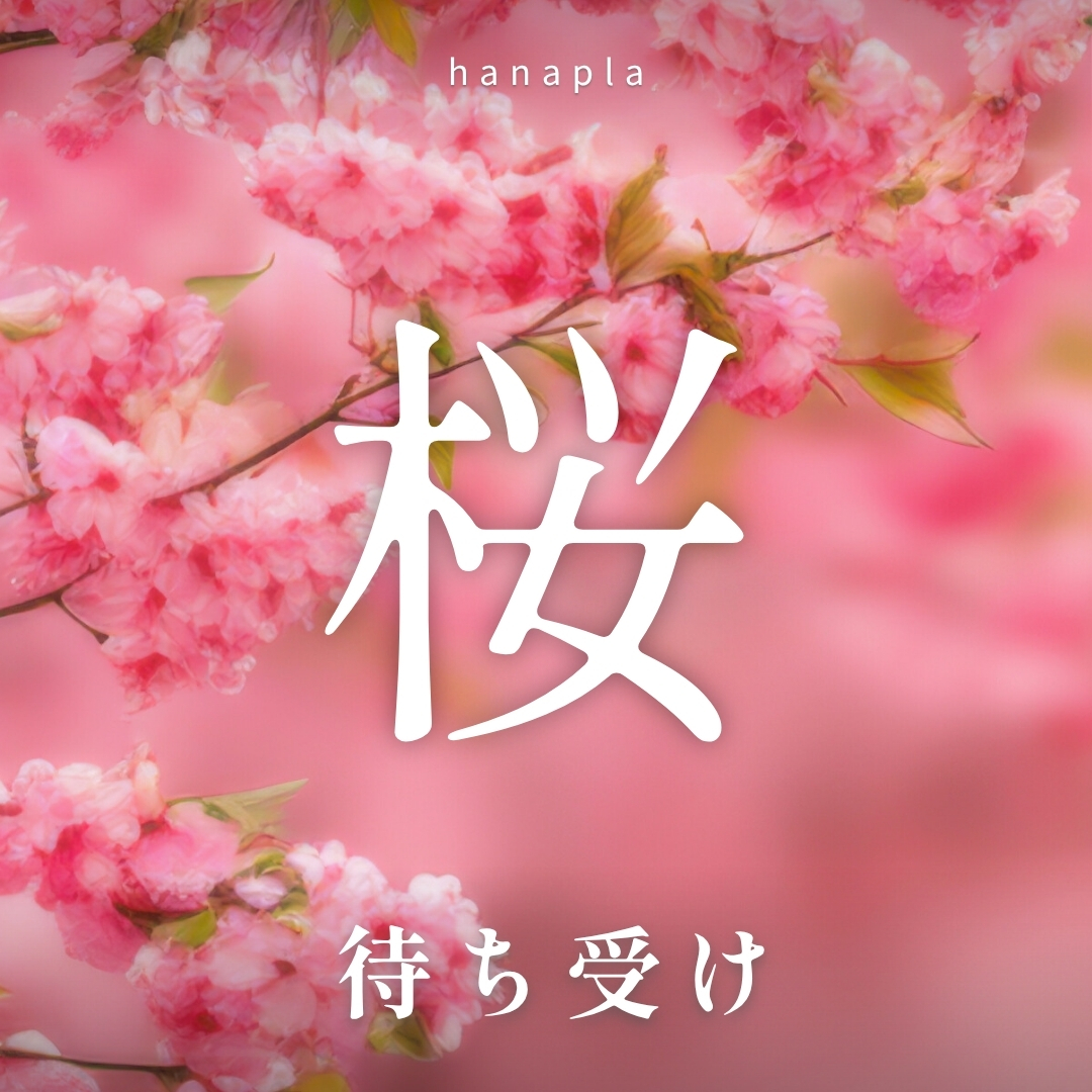 春の開運🌸おしゃれな桜の壁紙で運気アップ！縁結び・繁栄・癒し効果も叶えるスマホ待ち受け画像まとめ