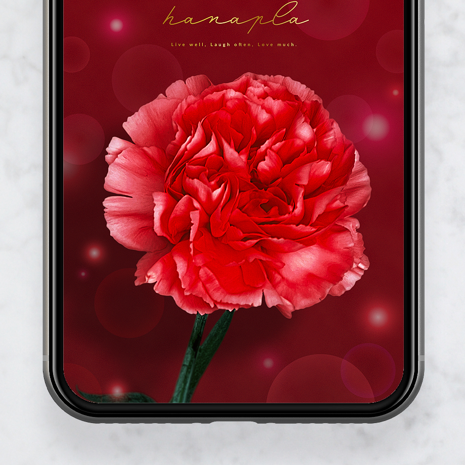【心ときめく深紅のカーネーション】スマホ壁紙で毎日を華やかに彩る💐