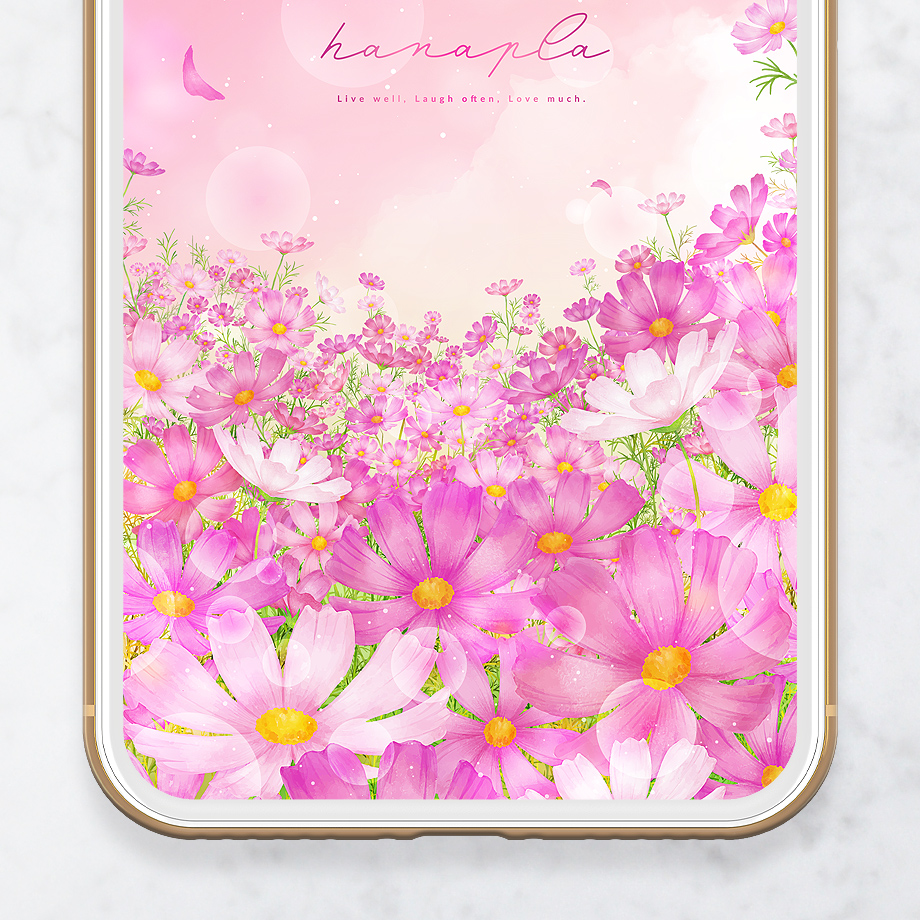【満開コスモスと桃色空】優しさ広がる癒しの花畑🌸毎日を彩るスマホ壁紙📱✨