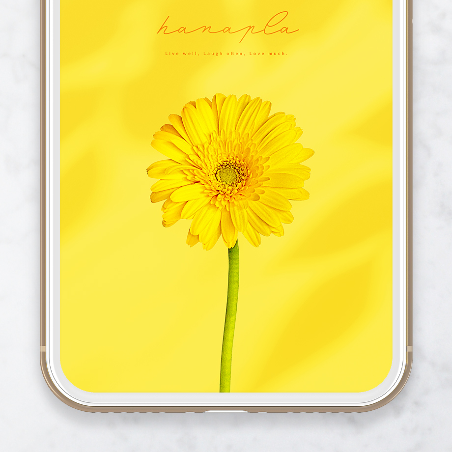 【幸せの一輪イエローガーベラ🌼】ポジティブな光をあなたに✨明るい気持ちで毎日をスタート！