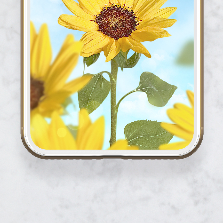 【笑顔咲く🌻ひまわりと快晴ブルー】心晴れやかになる夏空と向日葵のスマホ壁紙💙癒しと元気をあなたに✨