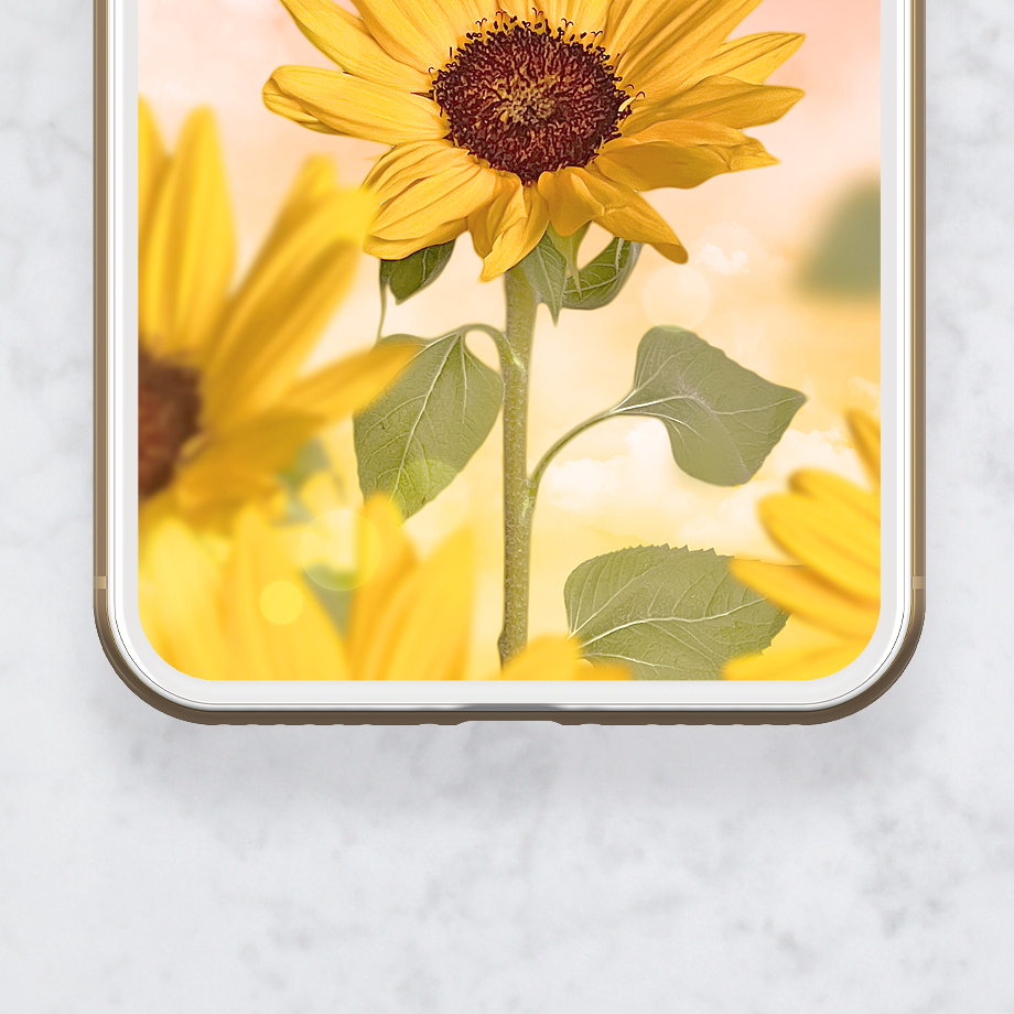 【笑顔咲く🌻ひまわりと夕焼け空】心を照らす癒やしのスマホ待ち受け💖ピンクの空に元気と幸せをチャージ✨