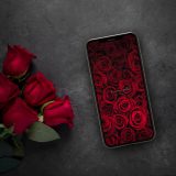 【薔薇の絨毯ルビーローズ】恋咲く待ち受け！画面いっぱいの深紅バラが高級感を演出💖恋愛運・金運UPのスマホ壁紙✨
