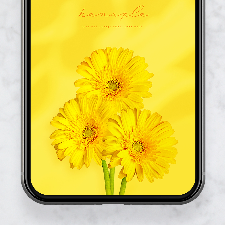 【3本のイエローガーベラ💛】幸せを呼ぶ陽だまりスマホ壁紙☀️ 穏やかな光と花々のエネルギーで毎日をポジティブに！
