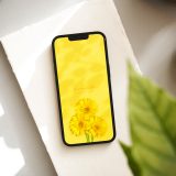 【3本のイエローガーベラ💛】幸せを呼ぶ陽だまりスマホ壁紙☀️ 穏やかな光と花々のエネルギーで毎日をポジティブに！
