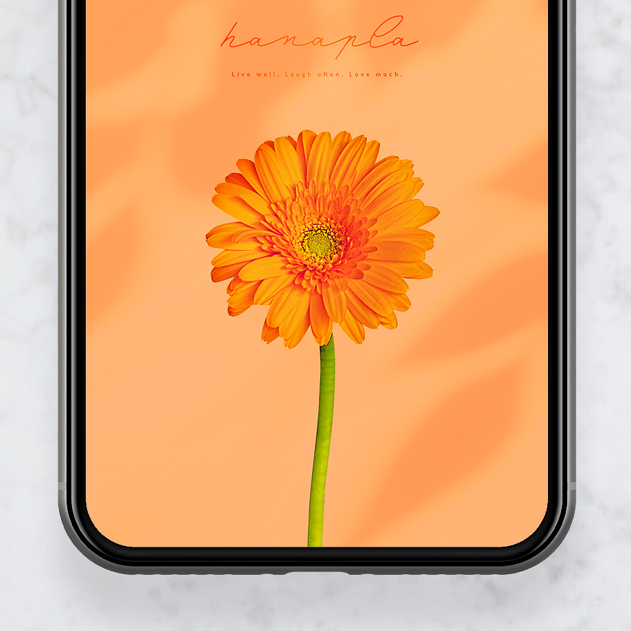 【一輪のオレンジガーベラ🧡】ポジティブな光が包むスマホ壁紙✨エネルギッシュな色彩で気分をチャージ！