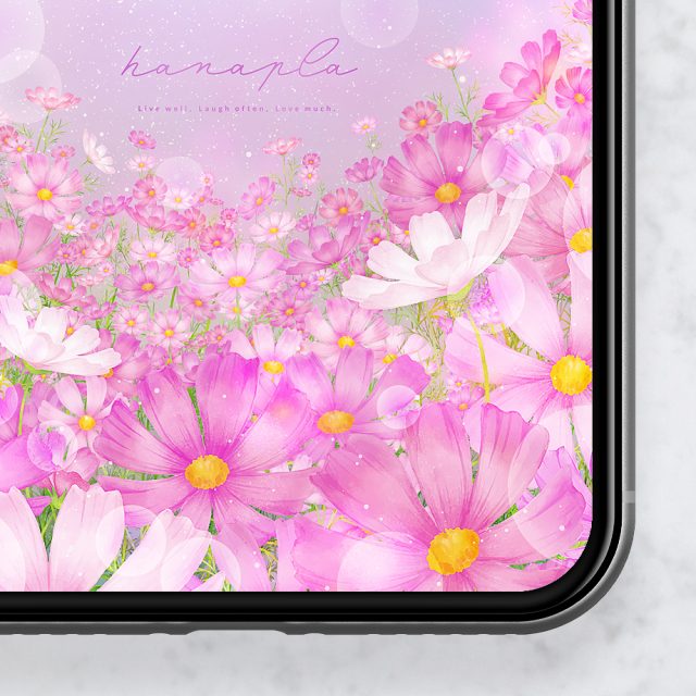 おしゃれなコスモスの待ち受け画像スマホ壁紙