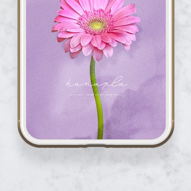 【愛を咲かせるピンクガーベラ・神秘のパープル背景】💜直感が導く運命の出会い🌙心を満たす愛と絆を呼び込む開運スマホ待受✨