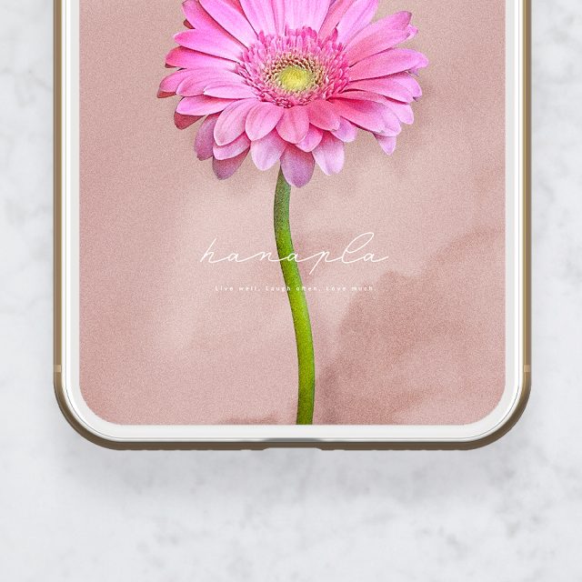 【愛を咲かせるピンクガーベラ・癒しのくすみピンク背景】🌷心をやさしく包みこむ🌸過去を癒やして新しい恋を迎える開運スマホ待受💖