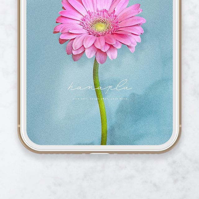 【愛を咲かせるピンクガーベラ・運命のブルー背景】💎心を澄ませて愛を受け取る✨真実の恋を呼び込む開運スマホ待受💙