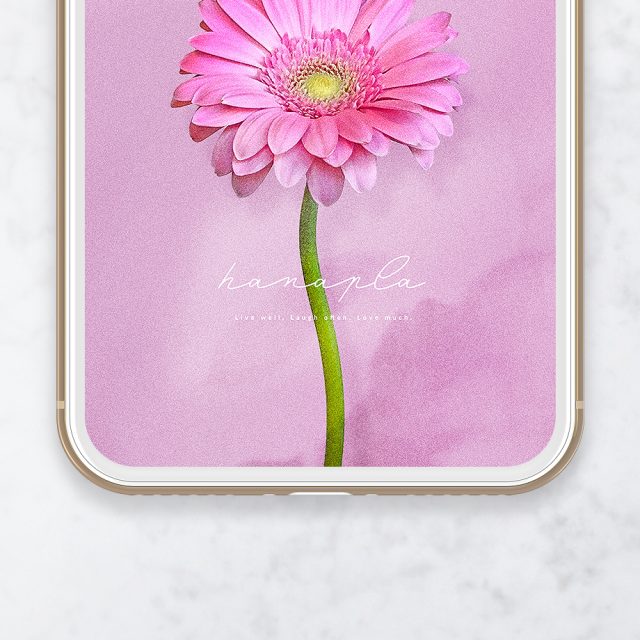 【愛を咲かせるピンクガーベラ・恋のピンク背景】💖優しい光に包まれて恋が芽生える🌸癒しと愛を引き寄せる開運スマホ待受✨