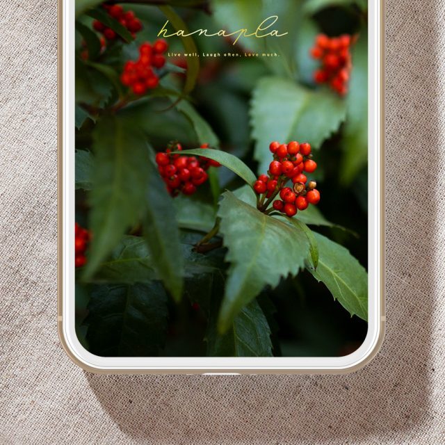 【千両の赤い実と厄除けの願い】🍀商売繁盛と実りを招く✨縁起植物が守る開運スマホ壁紙💫