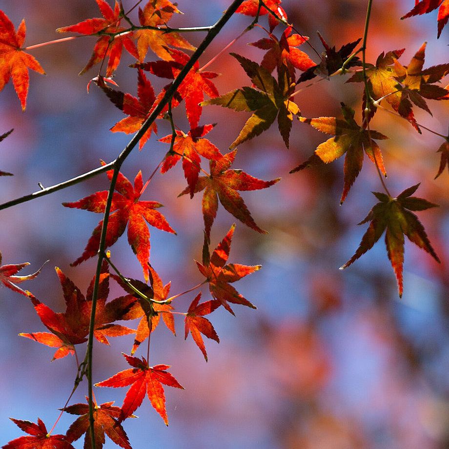 【真っ赤な紅葉】秋の風景壁紙！青空ともみじの赤色が美しい秋の待ち受け画像