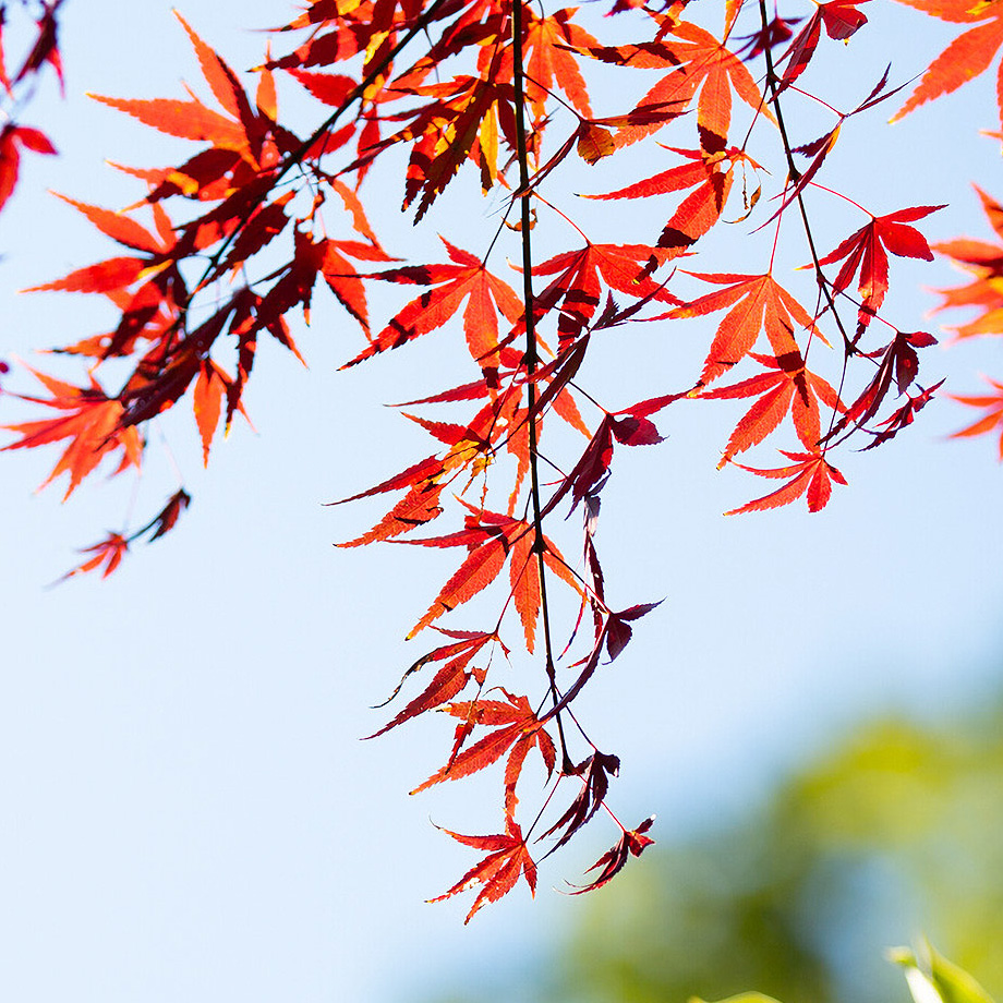 【紅葉の待ち受け】秋の空と美しい紅葉の風景壁紙！高画質な秋のスマホ壁紙