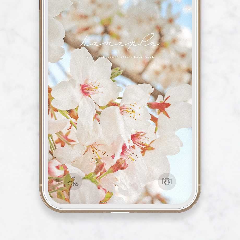 桜の待ち受け 春を感じる桜の花が優雅で美しいスマホ壁紙 公式 待ち受け運気効果ハナプラ おしゃれ シンプル かわいい Iphone 高画質 スマホ 壁紙