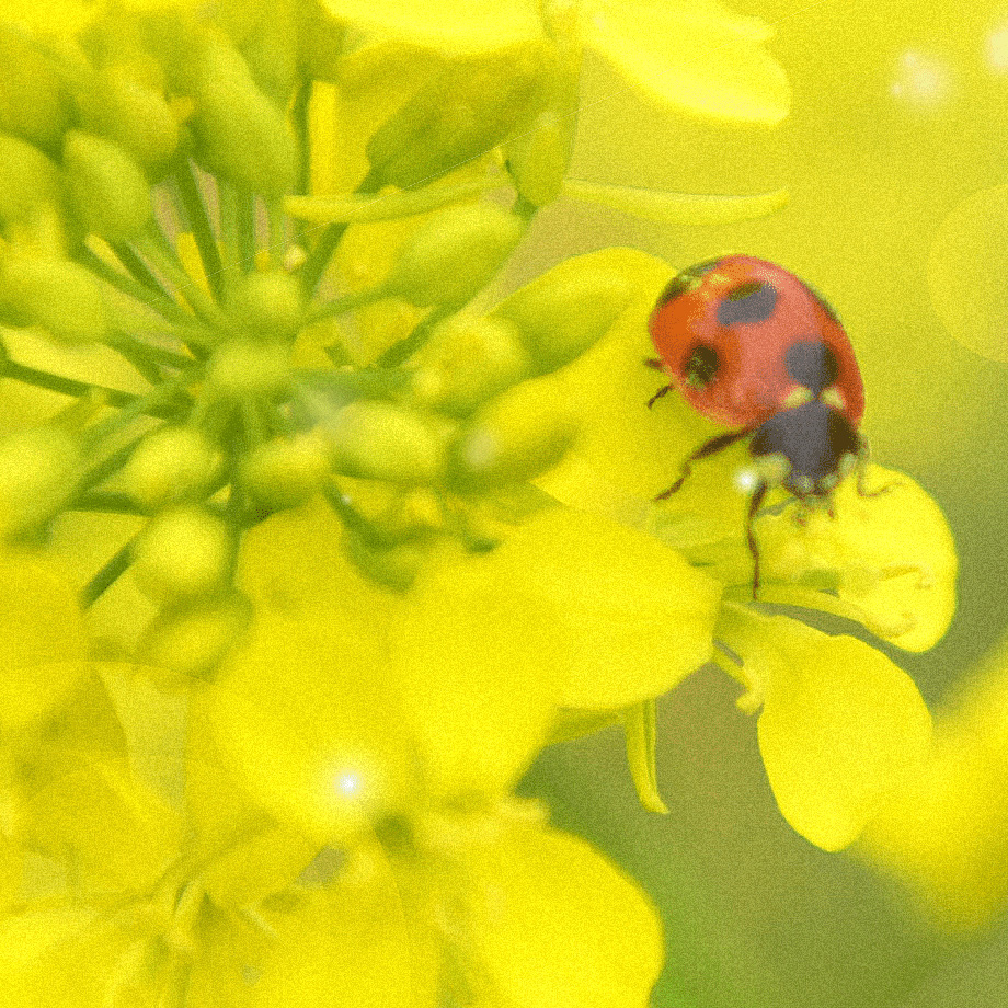 幸運効果あり！てんとう虫と黄色い菜の花の待ち受け画像