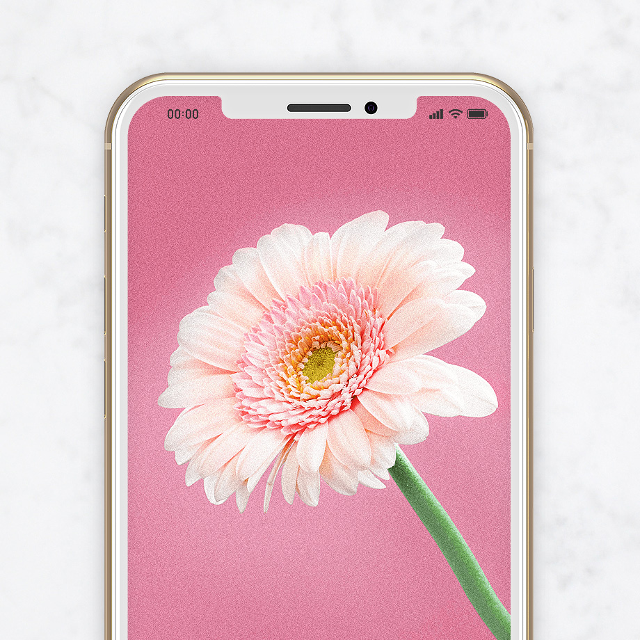 恋愛成就の超強力待ち受け ピンクのガーベラのスマホ壁紙 公式 運気アップ待ち受けハナプラ おしゃれ シンプル かわいい Iphone 高画質 スマホ壁紙