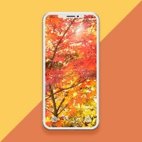 【紅葉の待ち受け】鮮やかな紅葉が美しい秋のスマホ壁紙