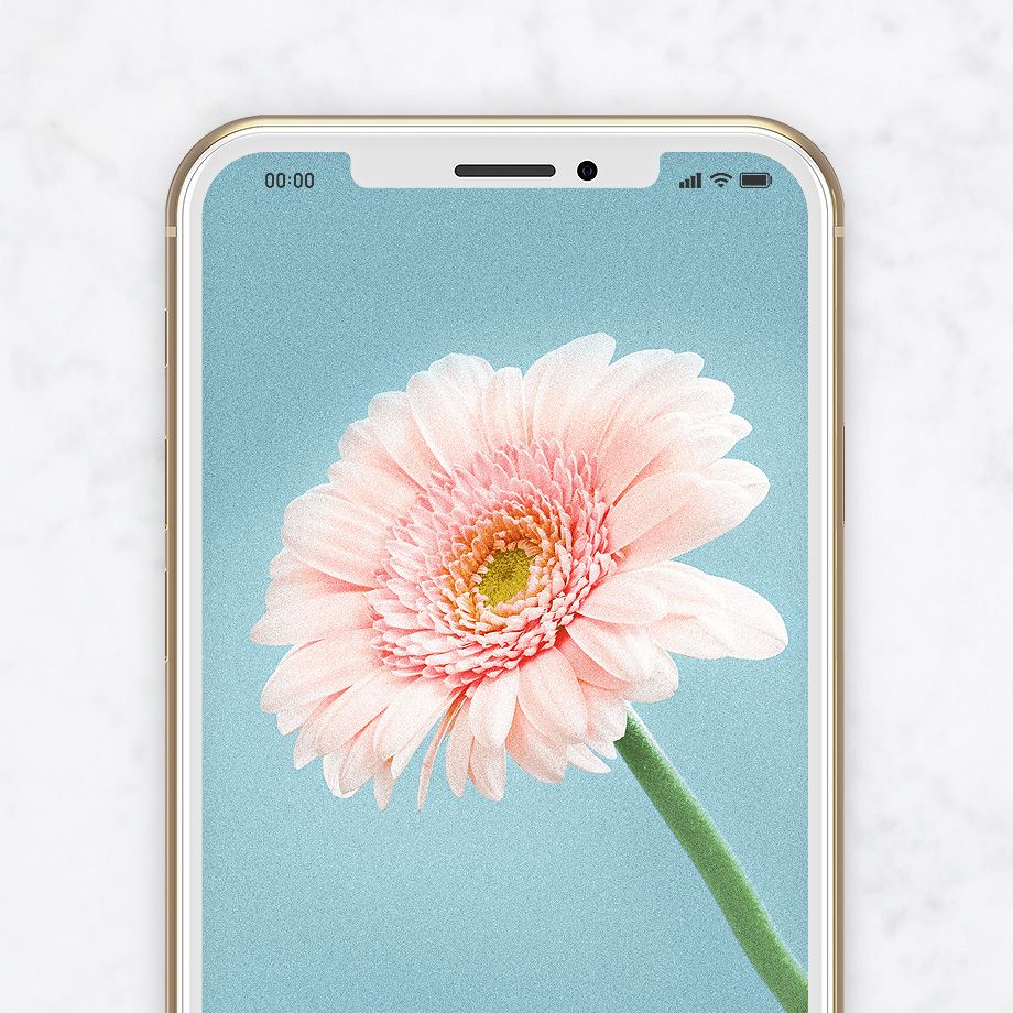 ピンクガーベラ待ち受け 恋愛運アップ 花と色の効果で運気上昇スマホ壁紙 公式 運気アップ待ち受けハナプラ おしゃれ シンプル かわいい Iphone 高画質 スマホ壁紙