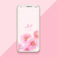 【ピンクガーベラと31】人に愛され恋愛運アップ！ピンクガーベラと数字の待ち受け画像