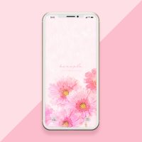 【恋愛運最強の花】ピンクガーベラのおしゃれな恋愛スマホ待ち受け画像