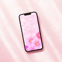 【キラキラ系ピンクガーベラ】恋愛に効果絶大！恋の願掛け最強の花の待ち受け画像